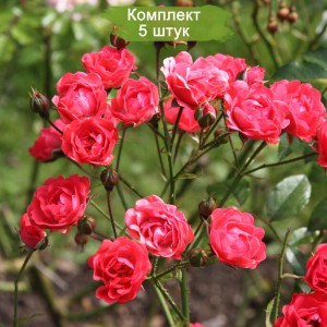 Комплект 5шт / Роза Оранж Триумф (полиантовая)