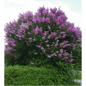 Сирень ВЕНГЕРСКАЯ