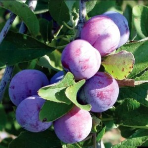 Слива Баллада